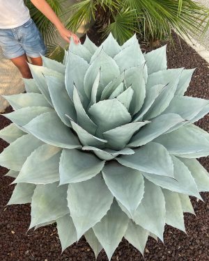 <em>Agave</em> URBAFLORA® ‘Hale and Hardy’