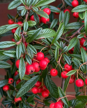 <em>Cotoneaster</em> URBAFLORA® 'Urban Carpet'