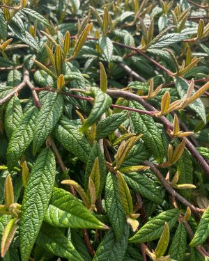 <em>Cotoneaster</em> URBAFLORA® 'Urban Runner'