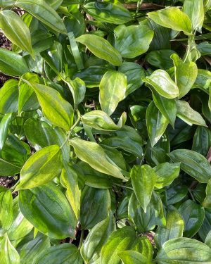 Hedera Algerian 'Bellecour' | Climadapt
