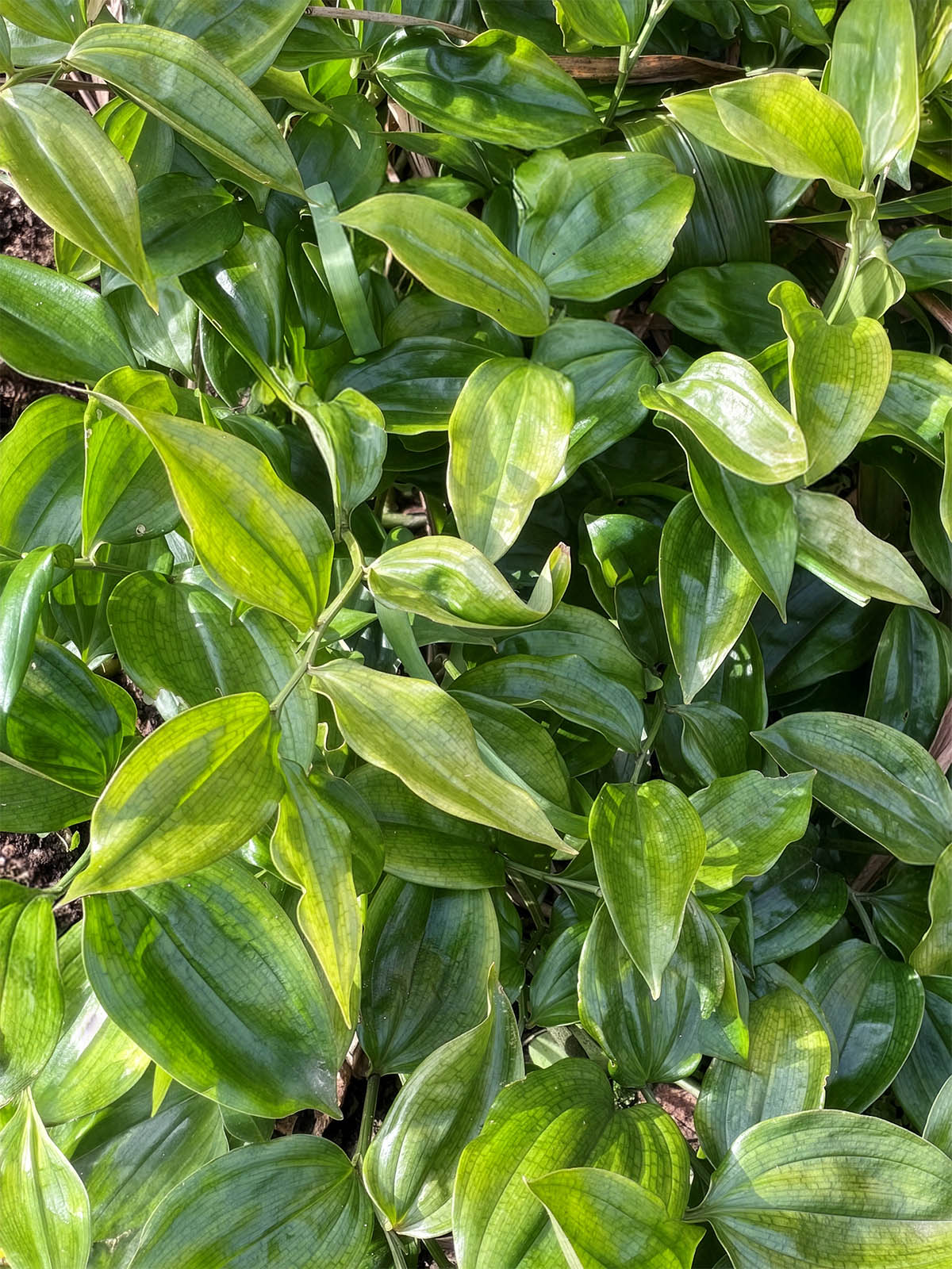 <em>Disporopsis</em> URBAFLORA® 'Shade Runner'