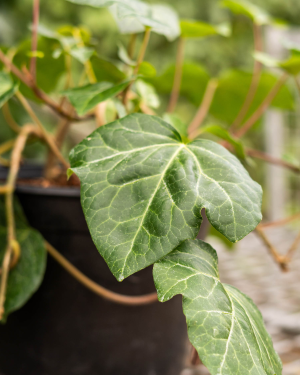 <em>Hedera Algerian<em> 'Bellecour®'