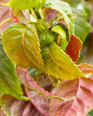 <em>Hydrangea anomala</em> URBAFLORA® 'Terra Firma'