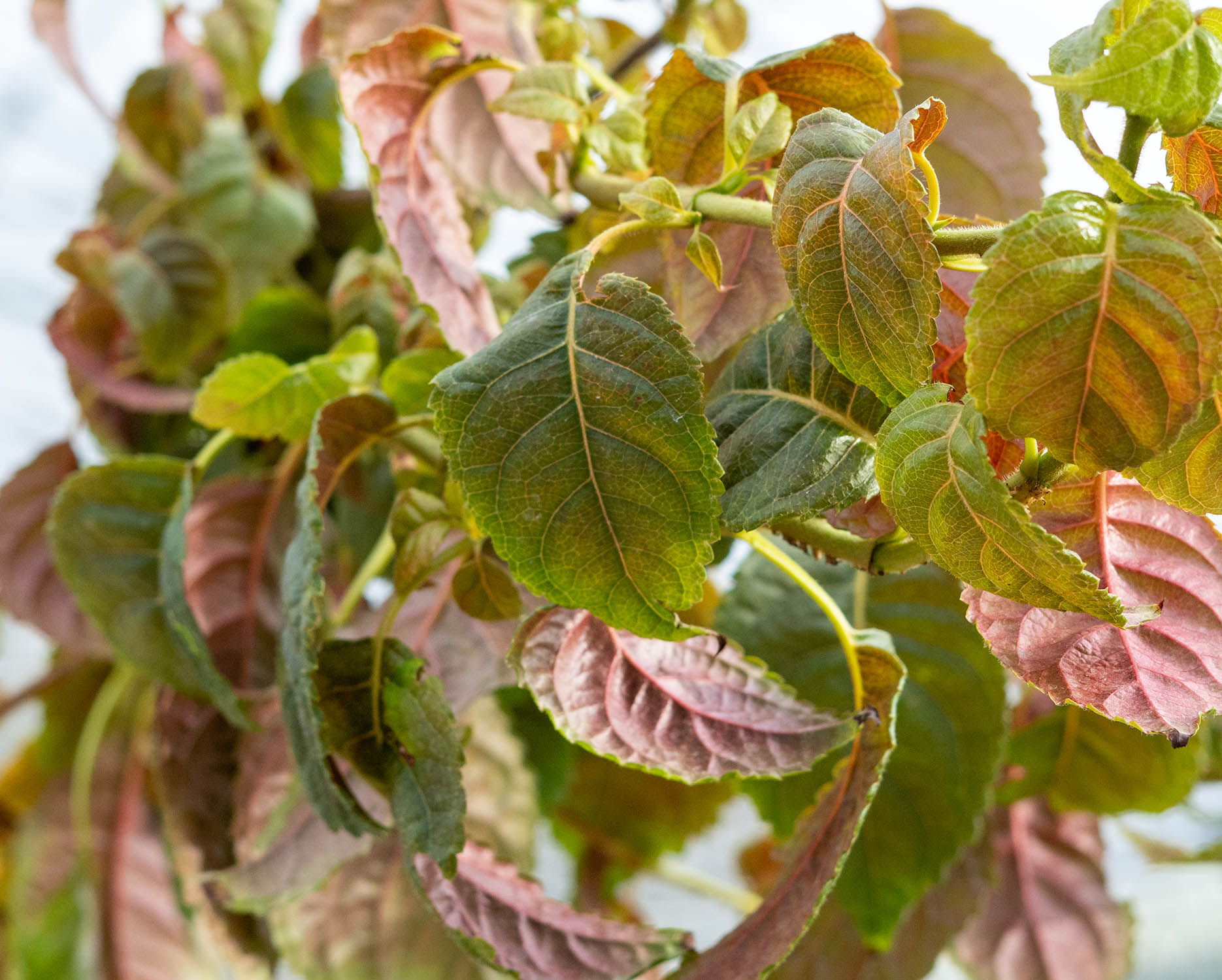 Hydrangea anomala Urbaflora Terra Firma (2