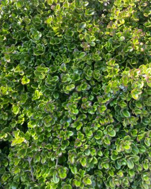 <em>Lonicera</em> URBAFLORA® 'Precipice'