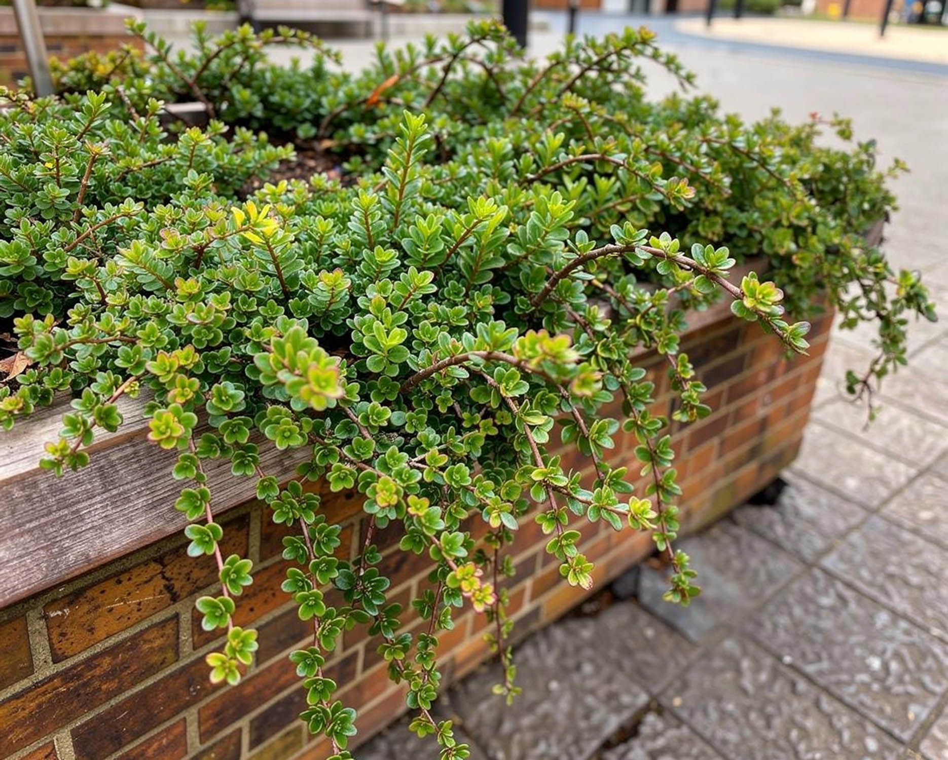 Lonicera URBAFLORA® 'Precipice' (5)