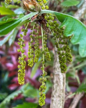 <em>Quercus</em> URBAFLORA® 'Grace'